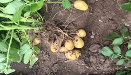 Potato market update: July 2020